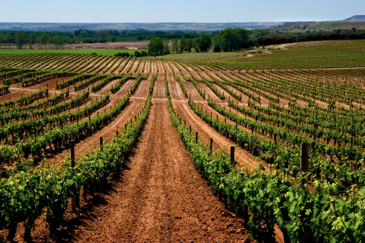 Ruta del vino Ribera del Duero